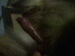 Pornographic dog cock being filmed by a whore